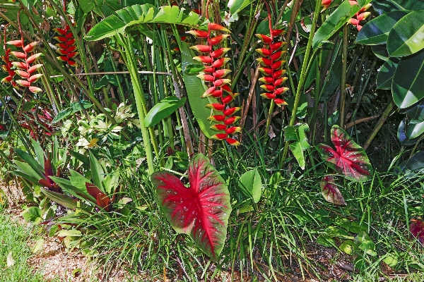 草 植物 叶子 花 照片