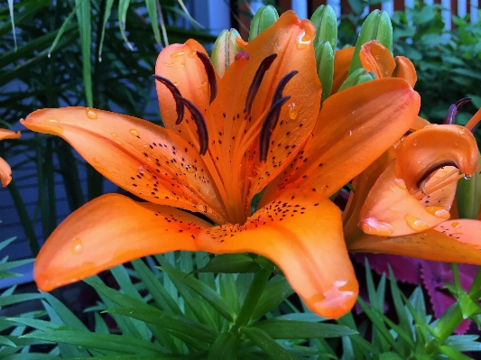 Nature blossom plant rain Photo