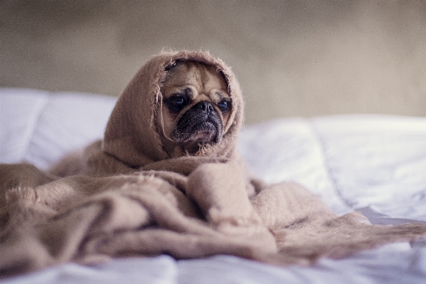 Foto Anak anjing satwa imut-imut