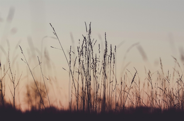 Landscape nature grass horizon Photo