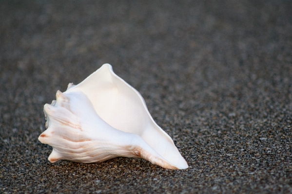 Hand beach sand ocean Photo