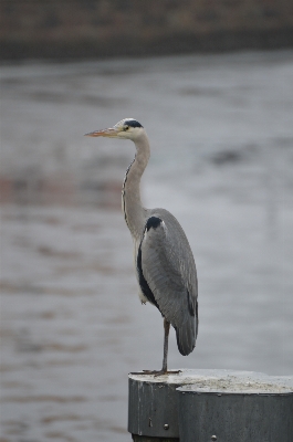 Foto Pájaro fauna silvestre pico