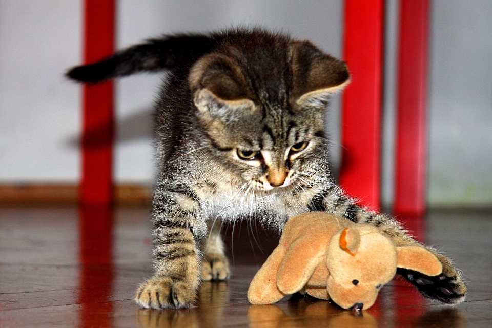 Haustier kätzchen katze klein