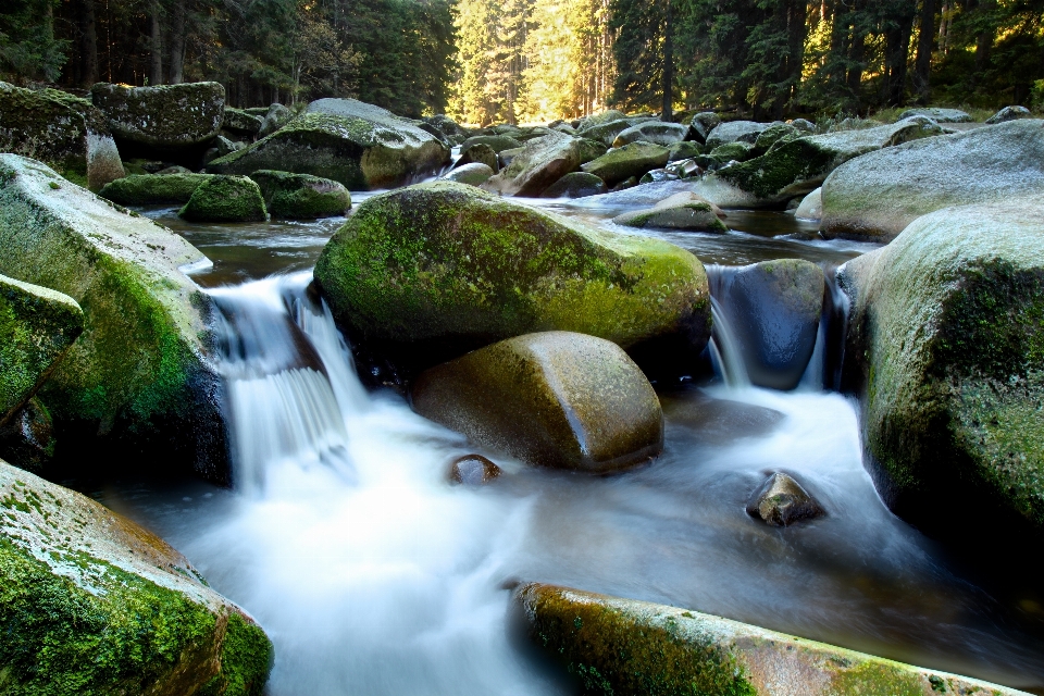 Landscape tree water nature