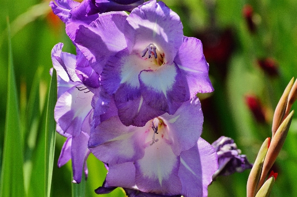 Nature blossom plant flower Photo