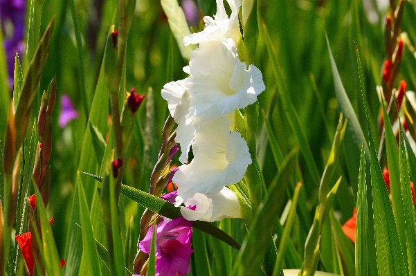 Nature grass blossom plant Photo