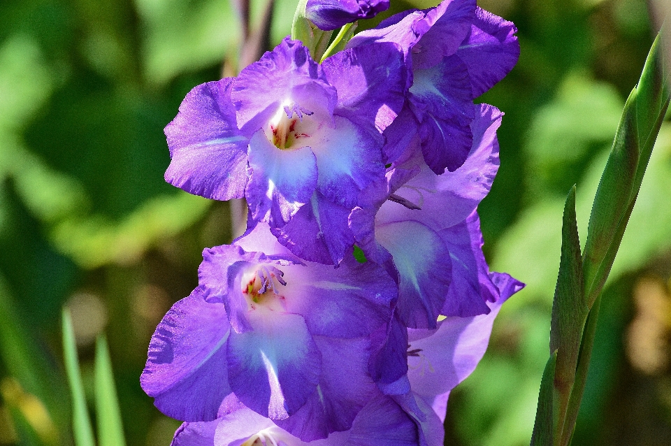 Natura fiore pianta viola