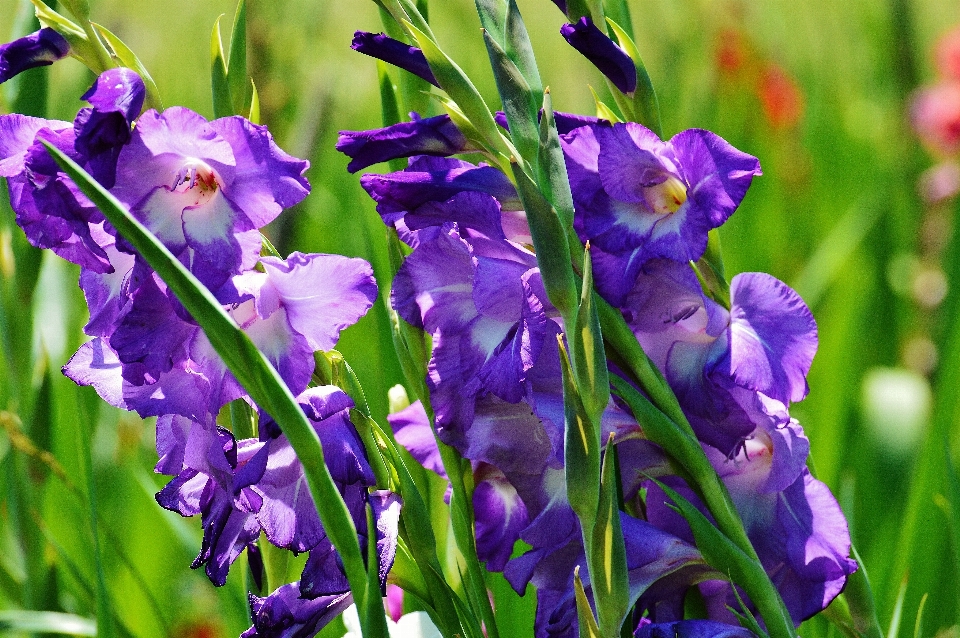 Natura fiore pianta viola