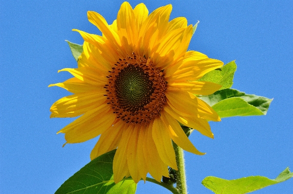 Nature blossom plant sun Photo