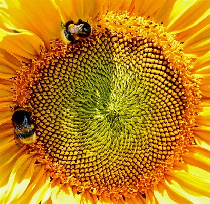 Nature blossom plant sun Photo