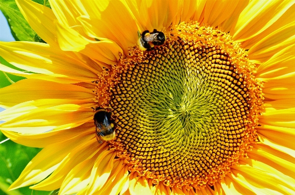 Nature blossom plant sun Photo