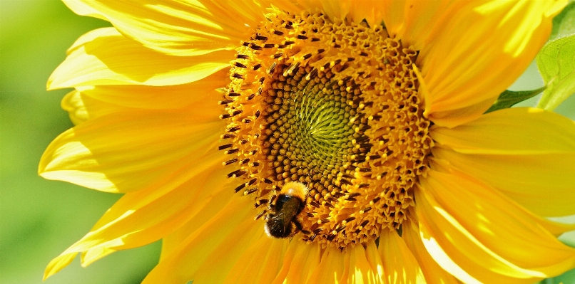 Nature blossom plant sun Photo