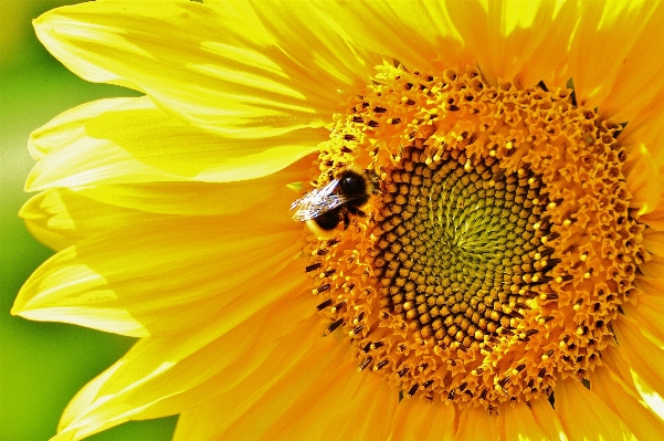 Nature blossom plant sun Photo