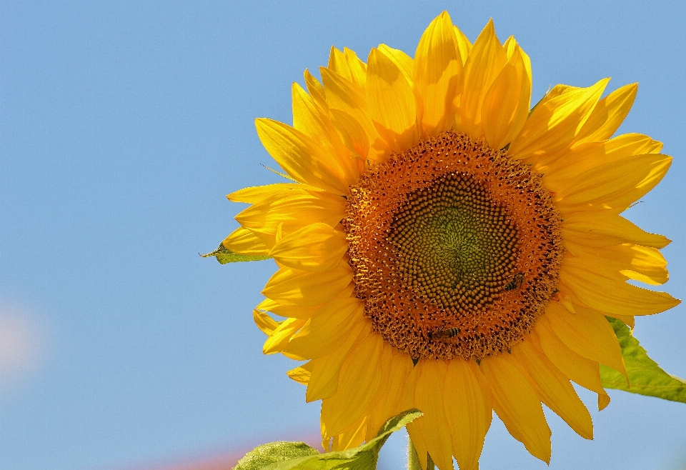 Naturaleza florecer planta sol