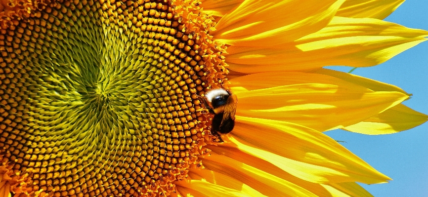 Nature blossom plant sun Photo