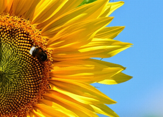 Nature blossom plant sun Photo