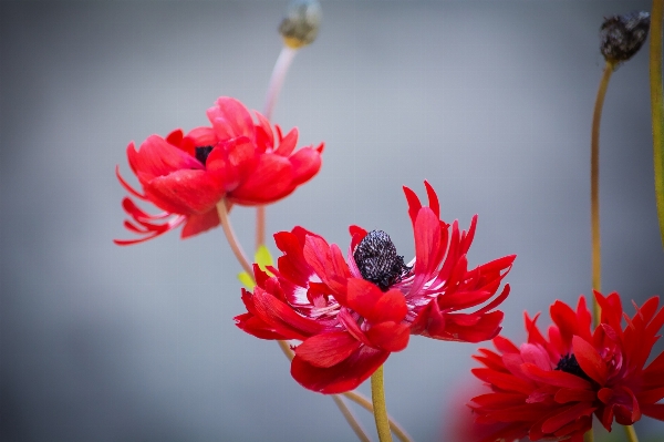 Nature blossom plant photography Photo