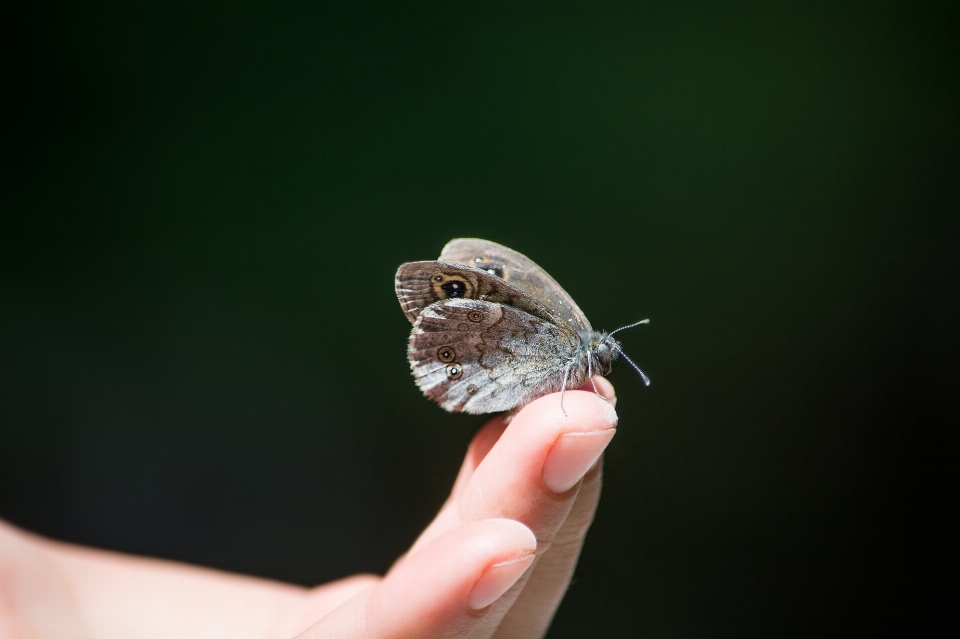 Mano naturaleza fotografía volar