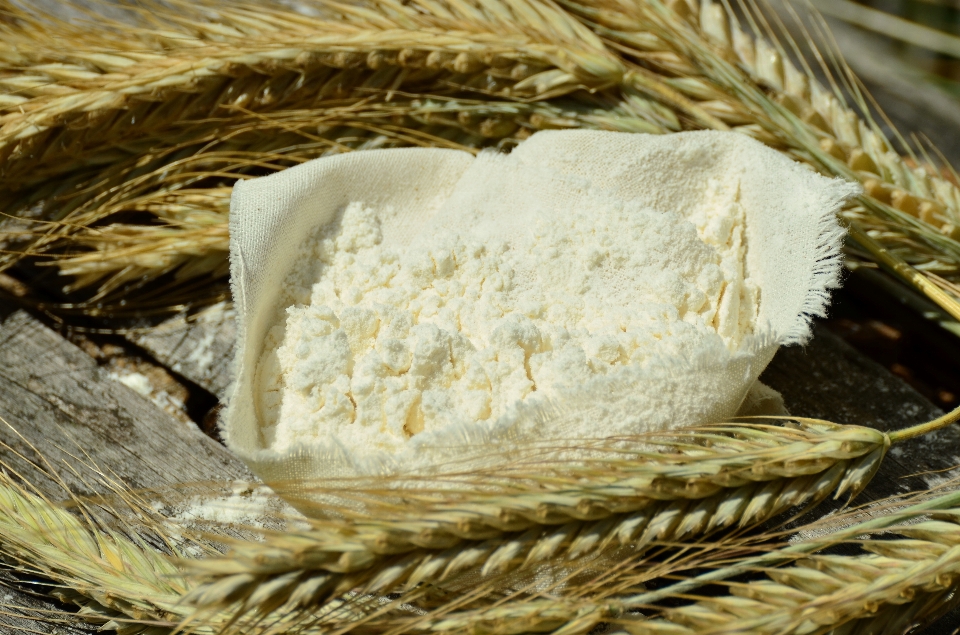 Barley wheat food crop