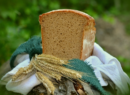 Grass barley flower food Photo