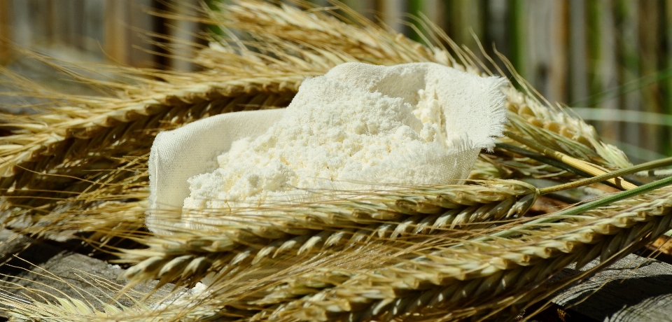 Plant barley wheat dish