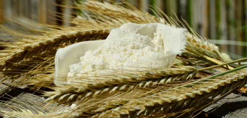 Plant barley wheat dish Photo