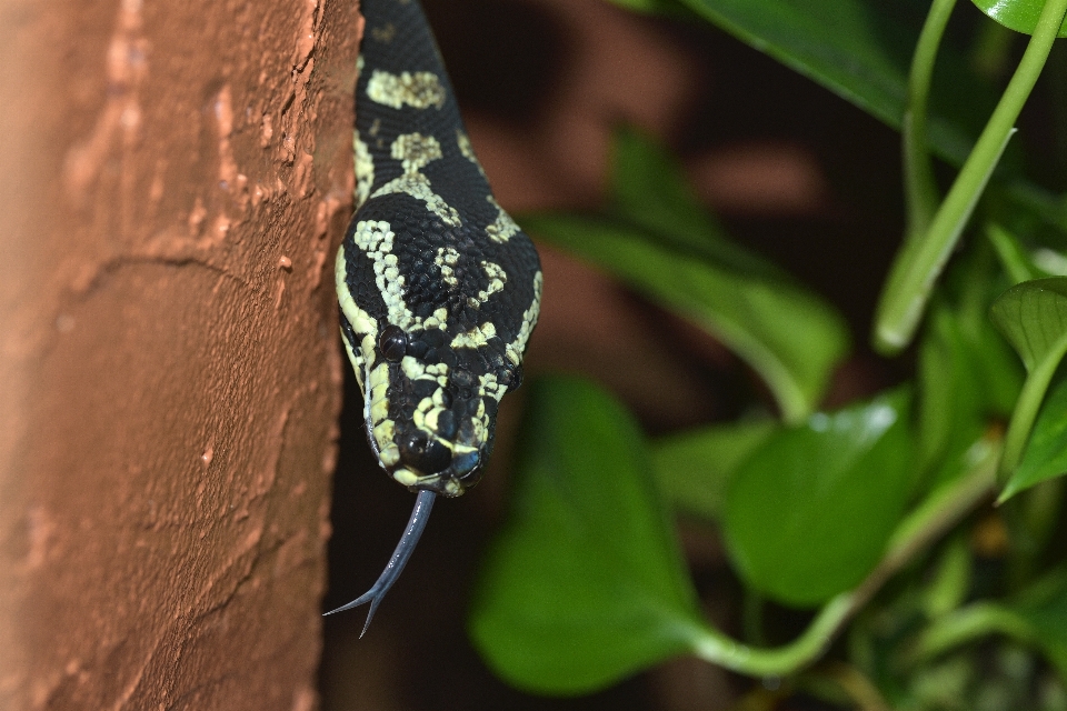 Alam hitam dan putih
 daun bunga