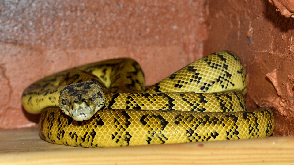 Animal reptile yellow fauna