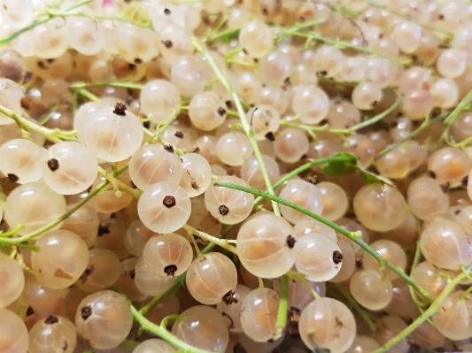 Nature branch plant grape Photo