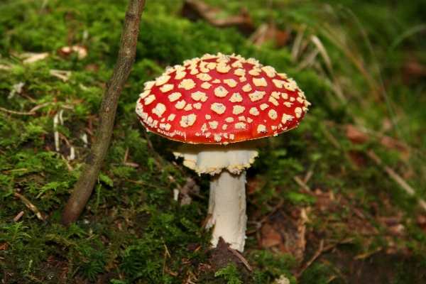 Nature forest moss red Photo