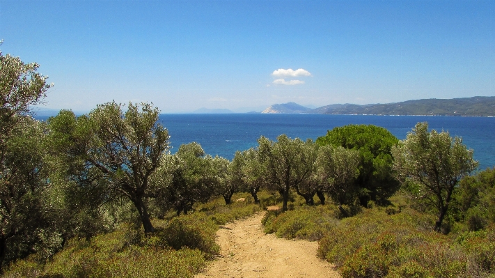 Landscape tree nature path Photo