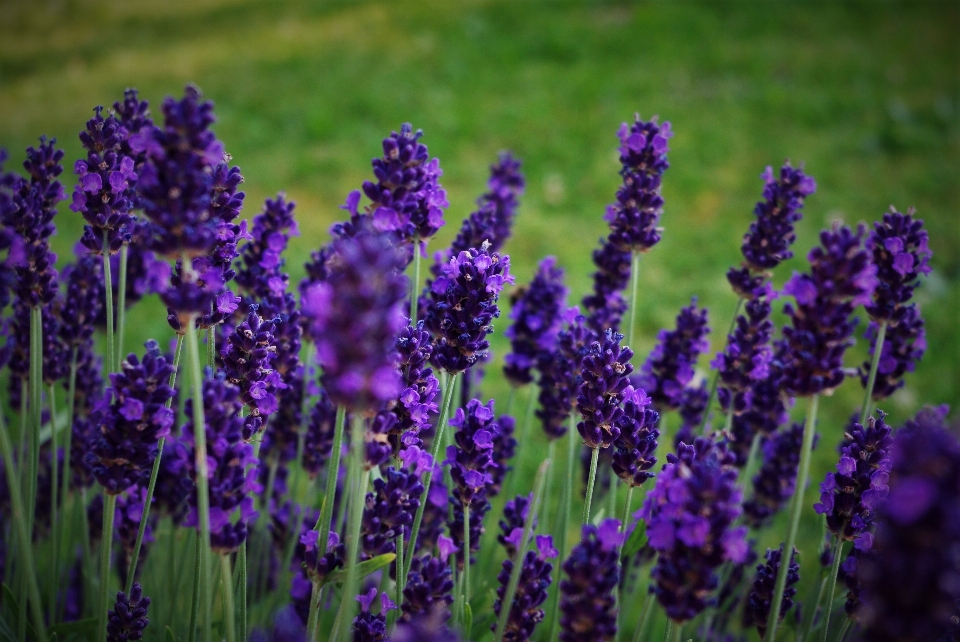 Nature blossom plant field