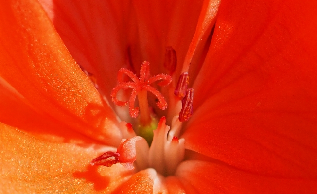 自然 植物 写真撮影 花 写真