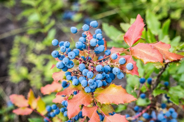 Tree nature forest branch Photo