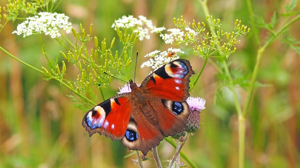 Natura prato
 prateria
 fiore