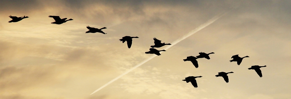 Foto Alam bayangan hitam burung sayap