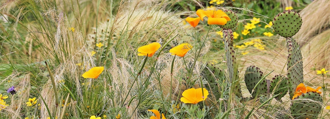 Foto Natureza cacto
 plantar campo