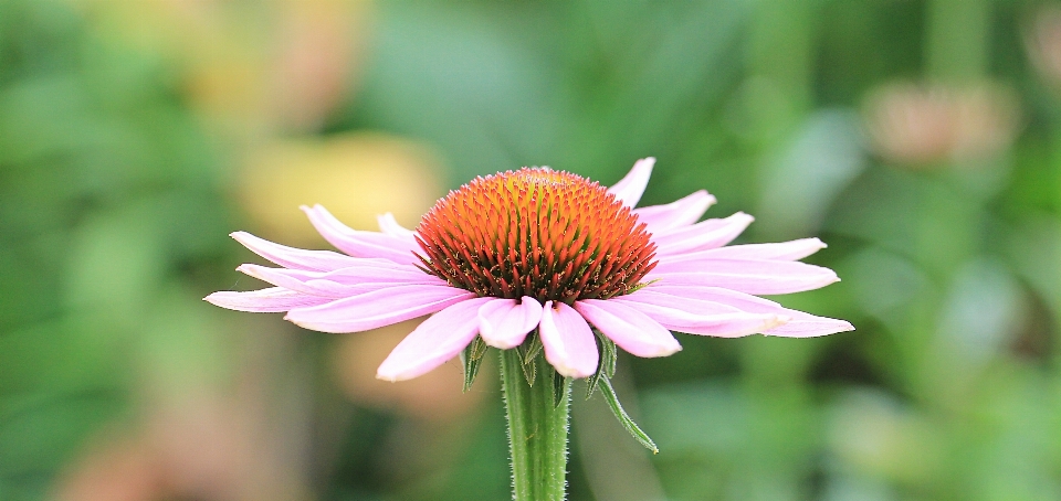 Natur blüte anlage feld