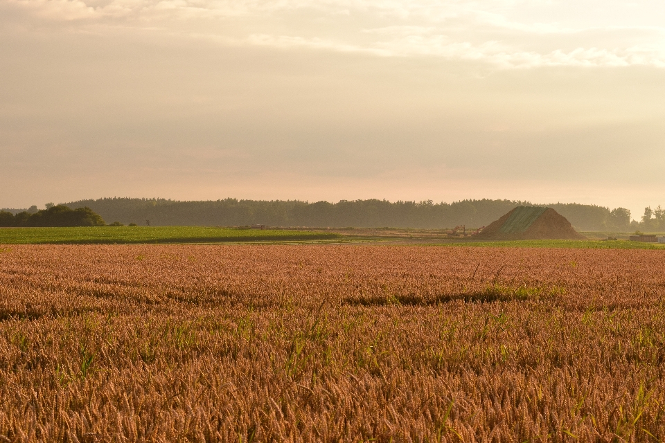 Landschaft natur gras horizont