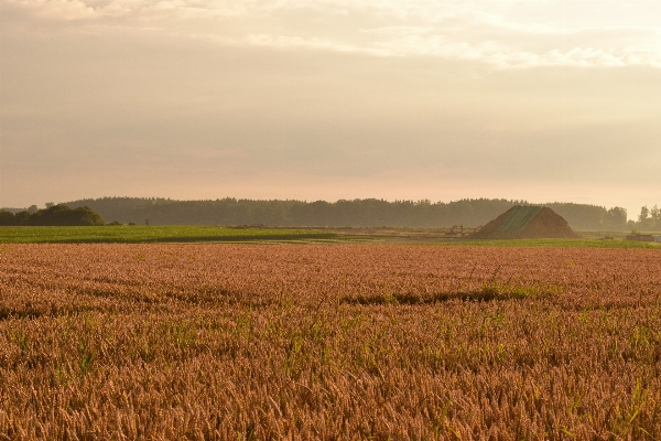 Landscape nature grass horizon Photo