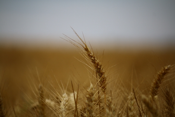 Nature grass horizon plant Photo