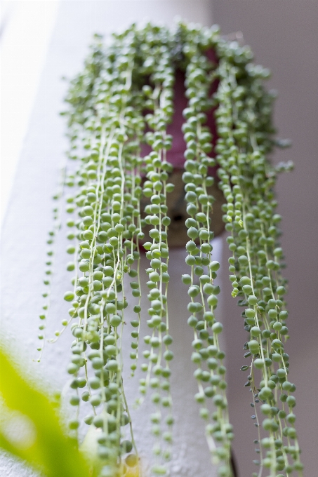 自然 草 ブランチ 植物