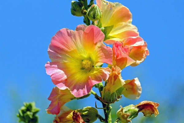 Blossom plant flower petal Photo