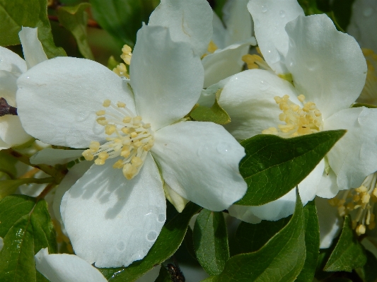 Blossom plant white flower Photo