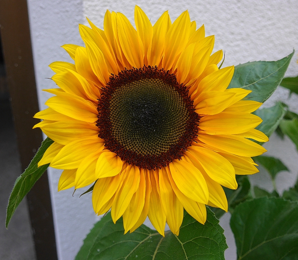 植物 花 花瓣 植物学