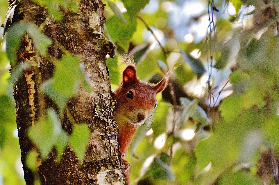 Pohon alam cabang bunga