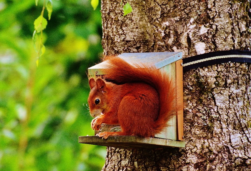 Natur niedlich tierwelt herbst