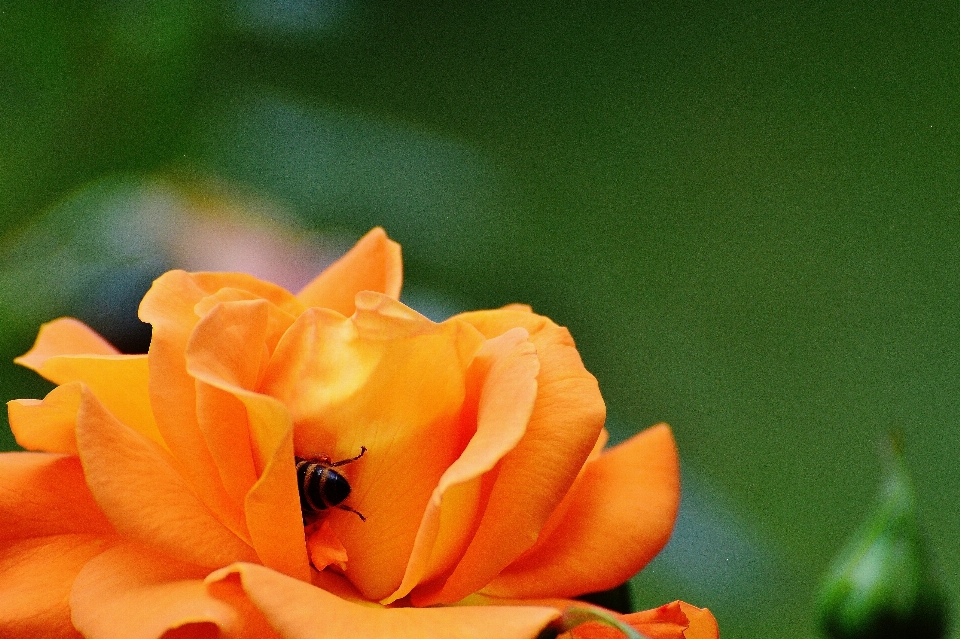 Natur blüte anlage fotografie