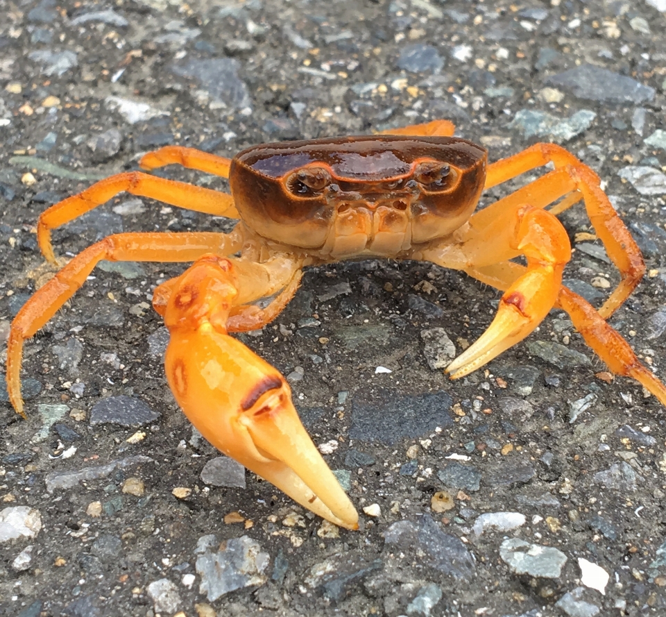 żywność owoce morza skorupiak fauna