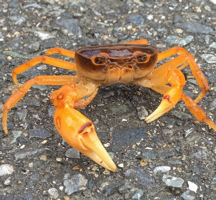 Essen meeresfrüchte schaltier fauna Foto